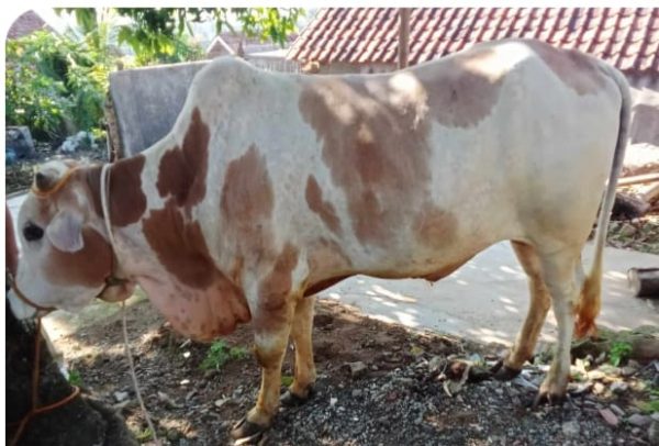 Keluarga besar Santaip membagikan 200 paket daging kurban kepada warga